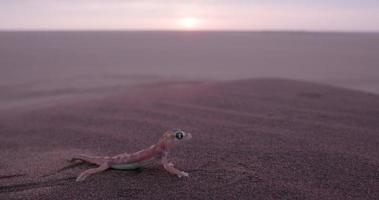 4k Weitwinkelaufnahme von Web Footed / Palmato Gecko im Wüstenlebensraum video