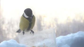 cinciallegra che mangia dalle mangiatoie per uccelli in inverno. 4k
