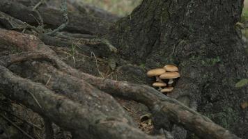 pequeños hongos diminutos que crecen en el tronco del árbol. video