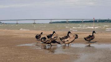 balsa de patos en la orilla del río en un día ventoso video