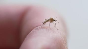 Mosquito walking on hand video