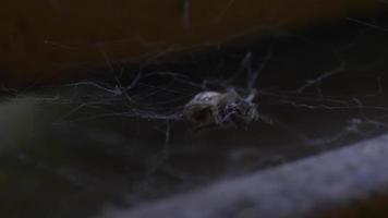 Spider captures a Bee
