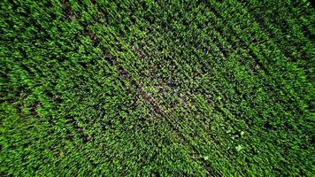 Luftaufnahme des grünen Weizenfeldes