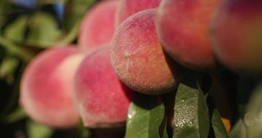 Bunch of ripe peaches growing on a fruit tree video