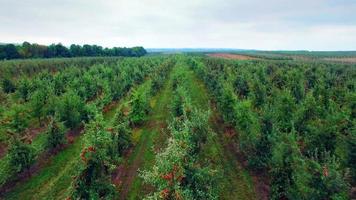 Luftaufnahme des Apfelbaumgartens video