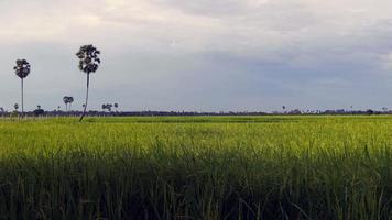 Green paddy fields under bright clouds, video