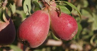 bos van peren groeien op een fruitboom video