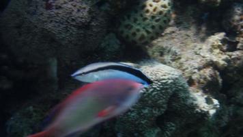 Cleaner wrasse