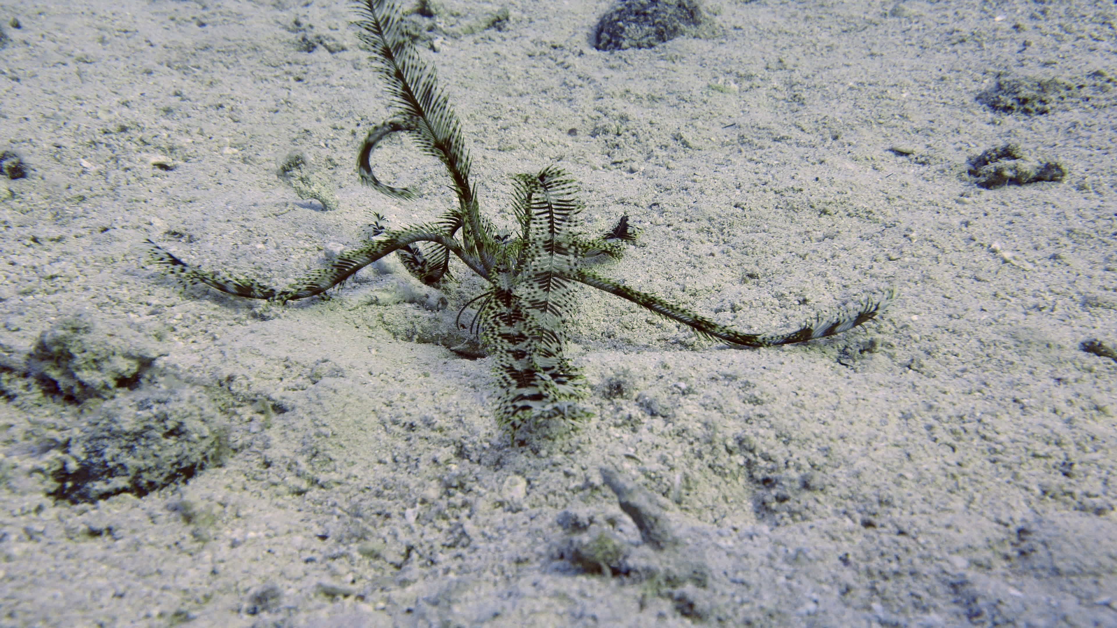 footlocker starfish