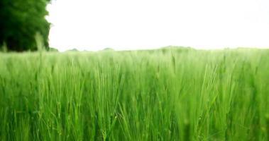 Schwenken durch grünes Weizenfeld in Zeitlupe video