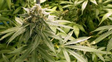Gros bourgeon de marijuana sur plante d'intérieur