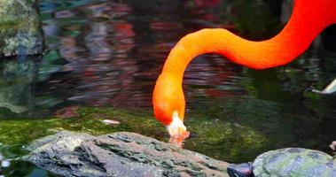4 k flamingo vogel drinkwater en opstaan video