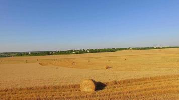Fardos de hales en campo de trigo cosechado video
