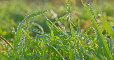 cultivo de hierba con lapso de tiempo de gotas de agua helada, helada de la mañana. tiro crudo HDR video