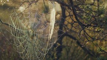 Cobweb with morning dew during a sunrise in marshland