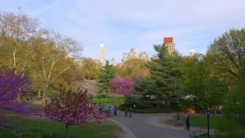 luz do dia de primavera dos eua cidade de nova iorque central park panorama da flor da árvore 4k