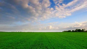vue aérienne du champ de blé vert