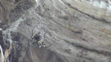 araignée se déplaçant sur le web video