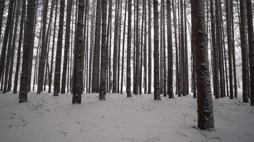 Low angle cinematic move through fresh snow in forest of tall pines