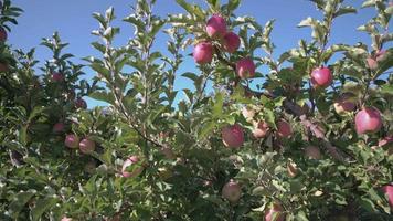 Okanagan Apple Orchard 4K UHD video