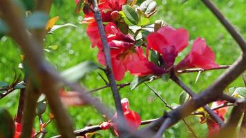 fleurs de buisson rouge au printemps, dolly