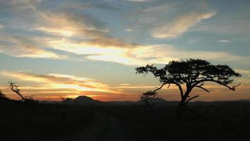 African Wilderness Sunset video