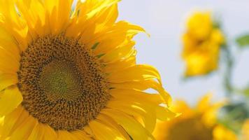 zonnebloemen in zonnige zomerdag, close-up