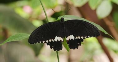 borboleta tropical descansando na floresta