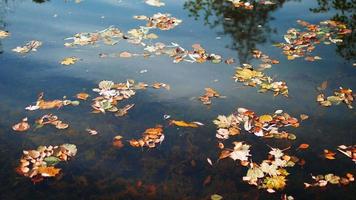 árvore e nuvens se refletem no lago de outono video