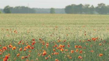 Poppy flowers on a green wheat field