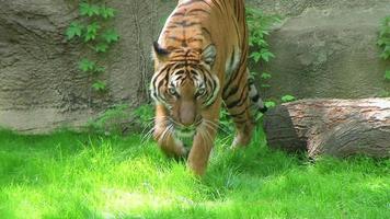 Tiger Stock Video Footage for Free Download Tiger Stock Video Footage for Free Download