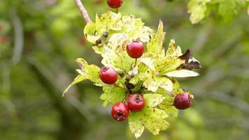 Red Hawthorn berries
