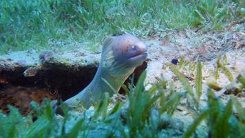 Moray eel and Puffer fish