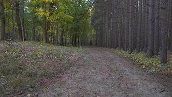 tiro suave caminhando por uma trilha arborizada no outono