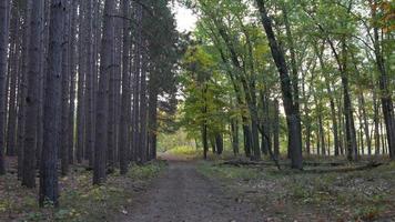 colpo stabilizzato che cammina lungo il sentiero autunnale da pini e alberi decidui su ciascun lato del sentiero