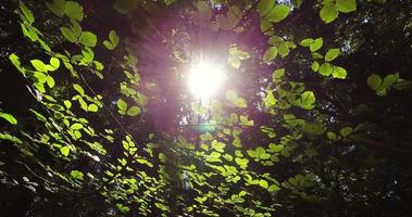 panoramique à travers les feuilles d'une forêt video