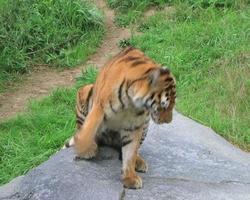 Siberian Tiger Stretching (Additional_Formats_Below) video