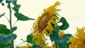 Sunflowers in the wind video