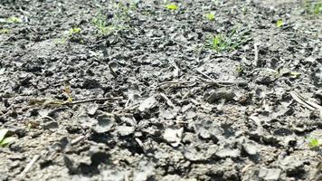 Dried and cracked crop floor video