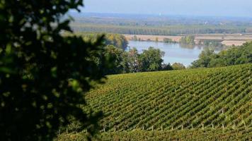Hermoso paisaje de viñedos-viñedo de Burdeos video