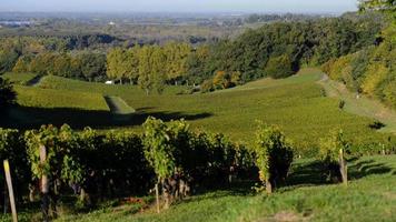 prachtige wijngaard landschap-bordeaux wijngaard video