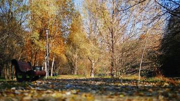 Banco solitario entre hojas caídas en el parque video