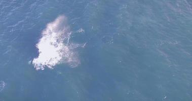baleias video