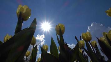tulipes avec le soleil et le ciel bleu video
