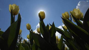 tulipas com o sol e o céu azul