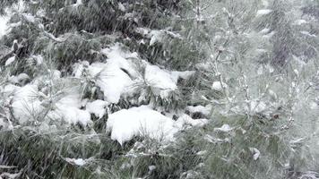 besneeuwde dag, sneeuw op dennenboom