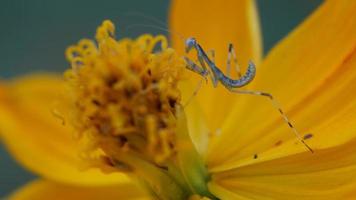 mantis trepando en la flor del cosmos video