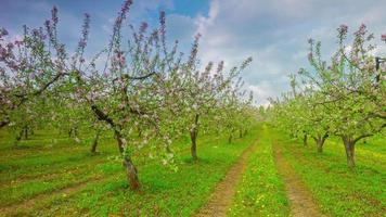 Spring apple garden with flowers and dandelions, 4K panoramic time-lapse video