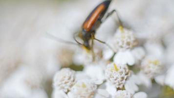 Orange bugs copulating on a flower video