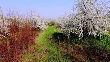 Aerial view of beautiful blossoming apple-tree garden video